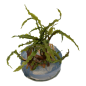 Preview: Cryptocoryne crispatula/ Grasblättriger Wasserkelch
